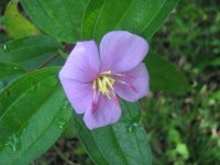 Indonesien_03_2009_091.jpg