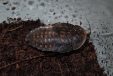 craniifernymph.jpg