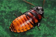 Roach.jpg