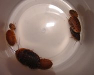 nymphs.JPG