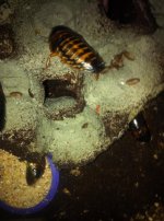 roach babies 3.jpg