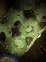 roach babies 4.jpg