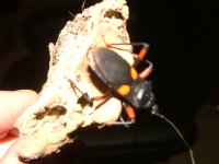 DSCF2947.JPG