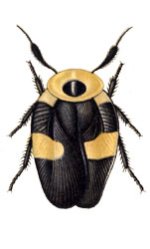 Eushelfordia_pica.jpg