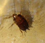 maybe water bug 2.jpg