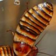 lovelyroachlady