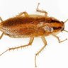 Blatella Sergeica