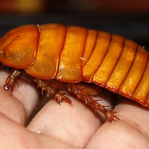 _MG_3934 male (Medium).jpg