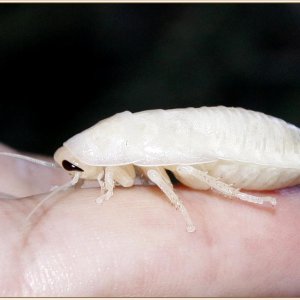 _MG_3975 molted (Medium).jpg