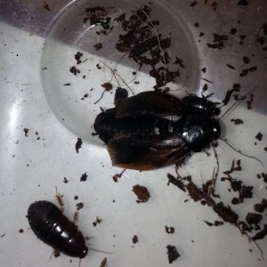 2013-03-08 23.04.50 (800x800) (640x640).jpg