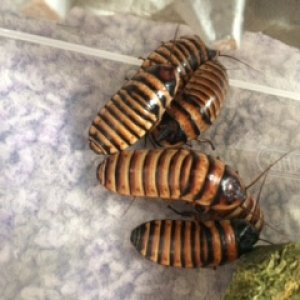 thumbnail_IMG_0204.jpg