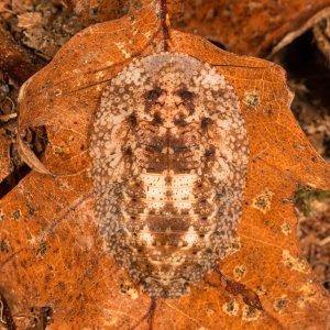 Schizopilia_fissicollis_2s.jpg