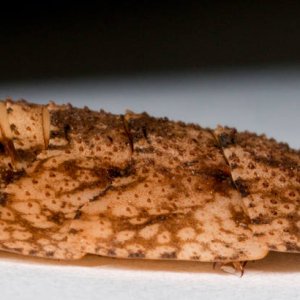 Schizopilia_fissicollis_6s.jpg