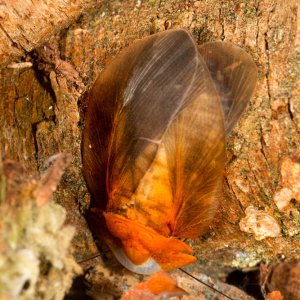 Schizopilia_fissicollis_7s.jpg