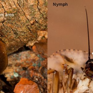 Schizopilia_fissicollis_8s.jpg