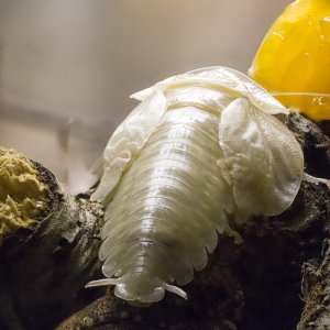 Schizopilia_fissicollis_9s.jpg