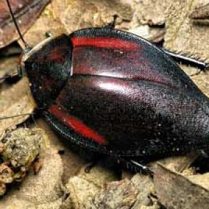da4566312d4e40aa0f3c0ab4cf3a2add--roaches-image-search.jpg