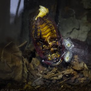 Lanxoblatta-birth.jpg