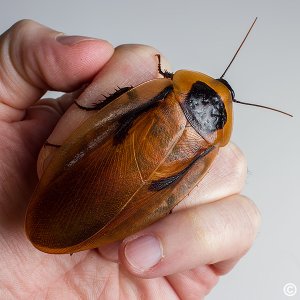 Blaberus-sp-Colombia.jpg