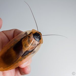 Blaberus-sp-Honduras.jpg