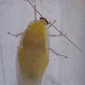 Panchlora nivea gelbes Weibchen.jpg