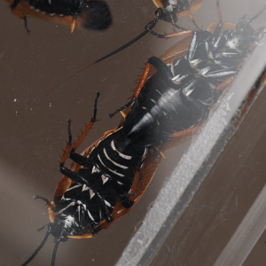 mating.png