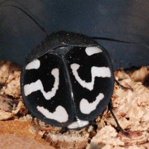 T_olegrandjeani_5.jpg