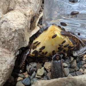 Media 'PXL_20251204_034934605.jpg' in category 'Cockroach Photo Gallery'