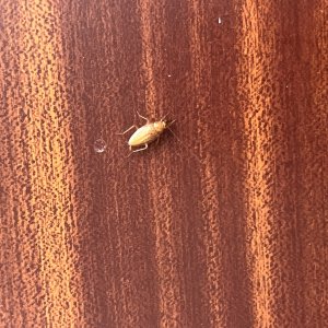 IMG_7290.jpeg