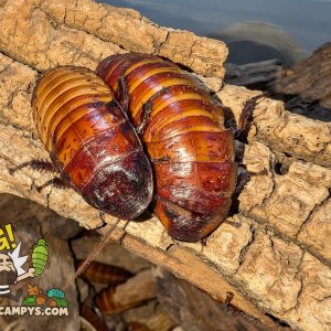 Gromphadorhina portentosa Pumpking Project 3.jpg