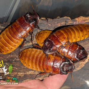 Gromphadorhina portentosa Pumpking Project 5.jpg
