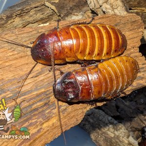 Gromphadorhina portentosa Pumpking Project 4.jpg