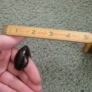 Rhino Update 033.JPG