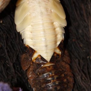 _MG_3736 peppered molt (Medium).jpg
