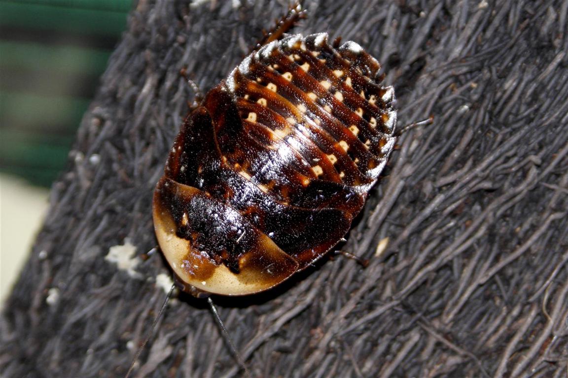 _MG_3738 molted (Large) (Medium).jpg