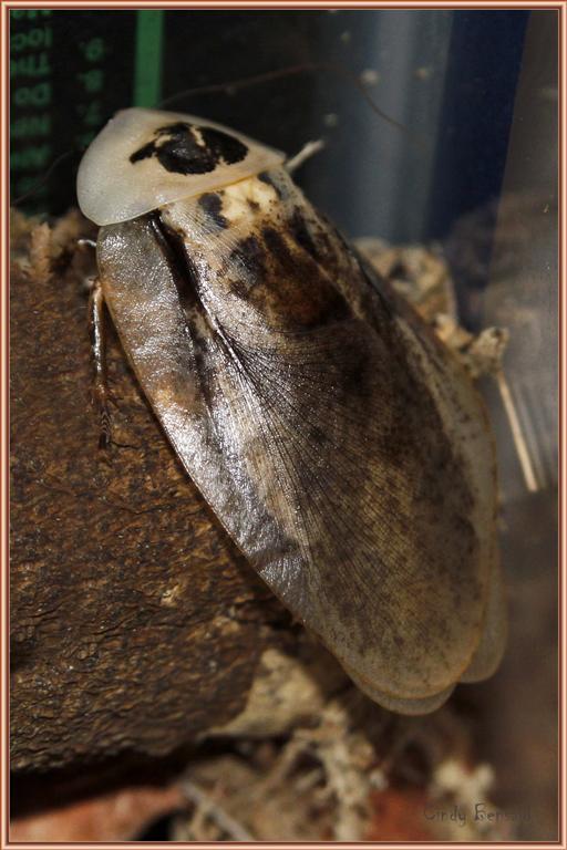 _MG_3741 adult male (Medium).jpg
