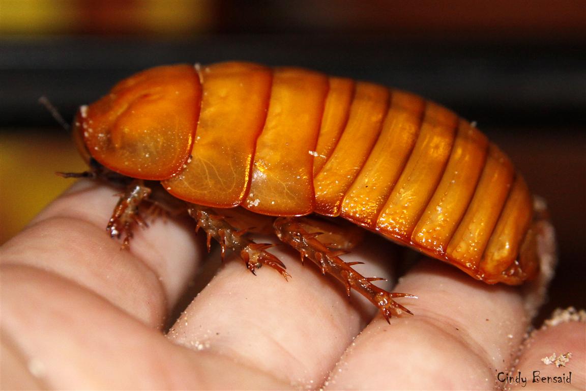 _MG_3934 male (Medium).jpg
