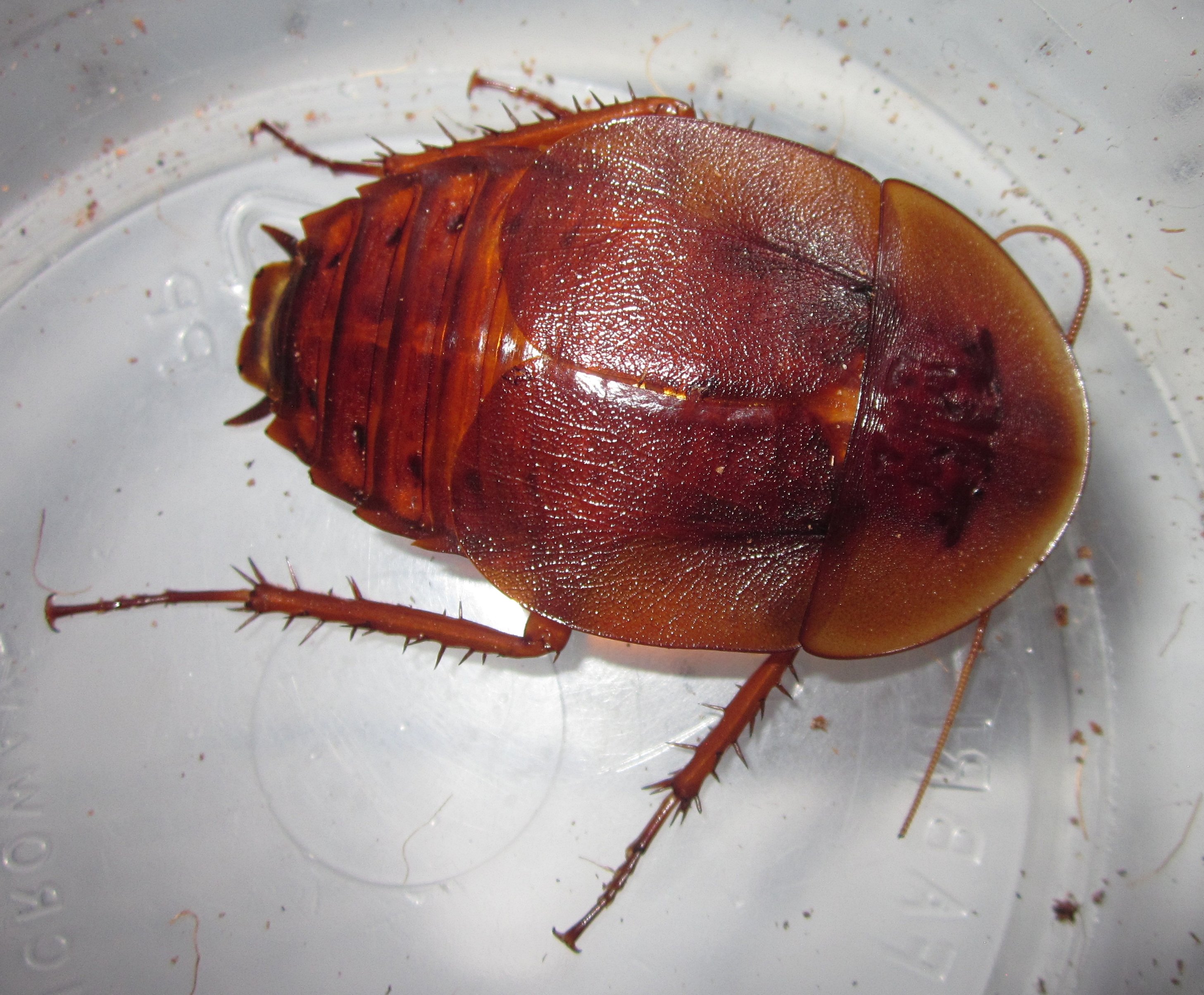 AspiduchusManati#12.JPG