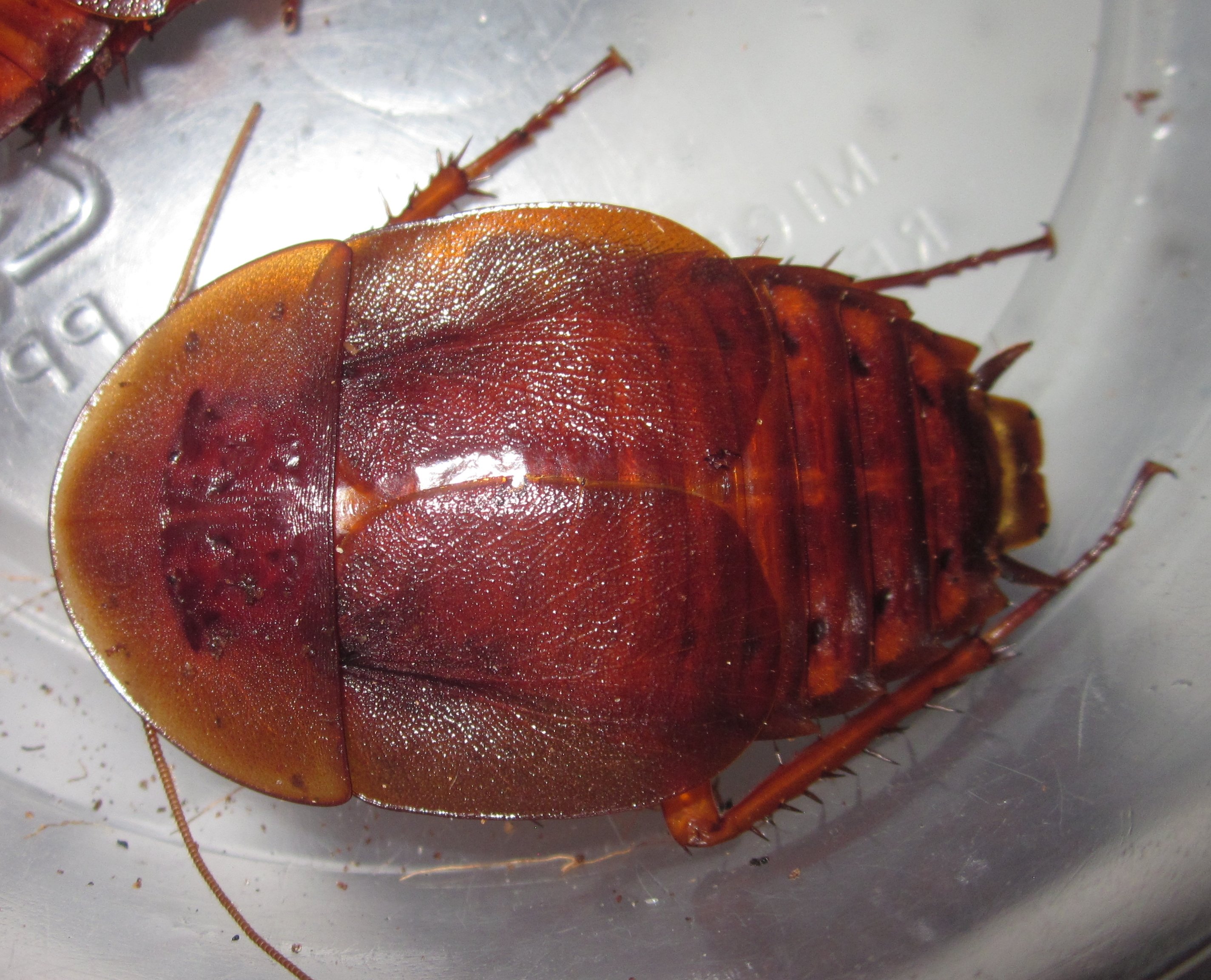 AspiduchusManati#9.JPG