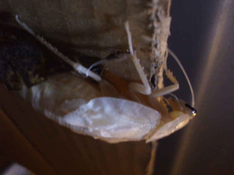 B.fusca_molting1.JPG