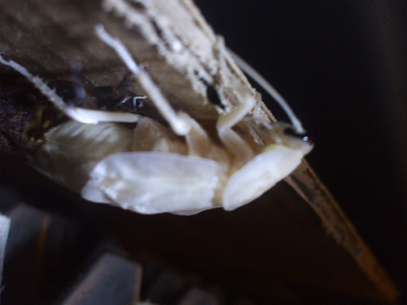 B.fusca_molting3.JPG