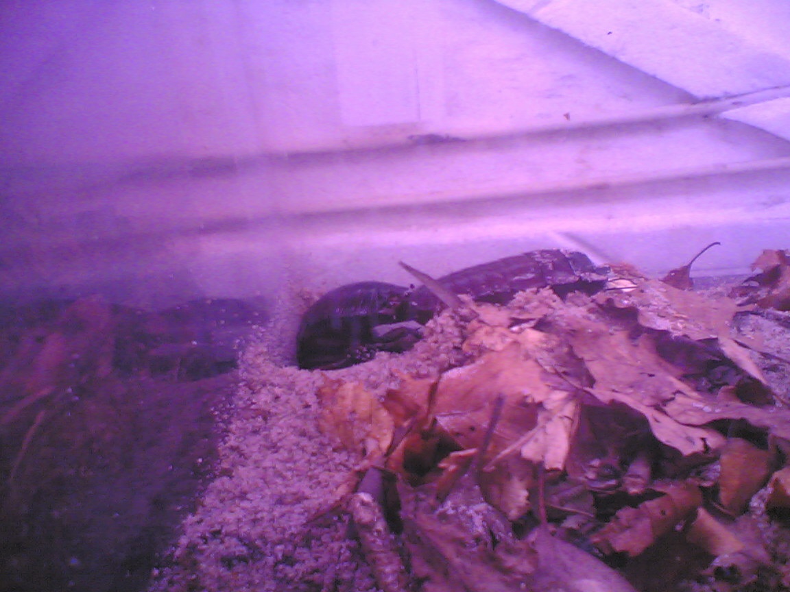 Billede_1035_.jpg