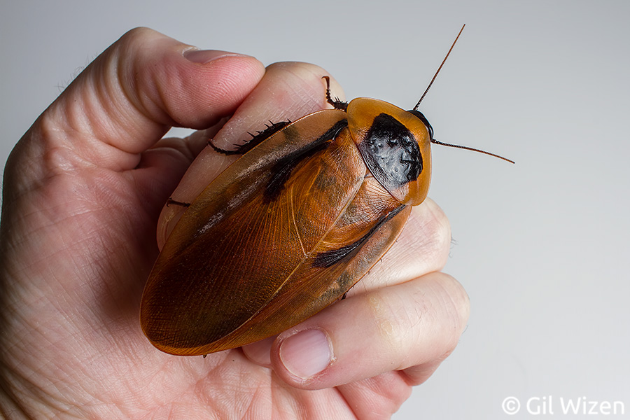 Blaberus-sp-Colombia.jpg
