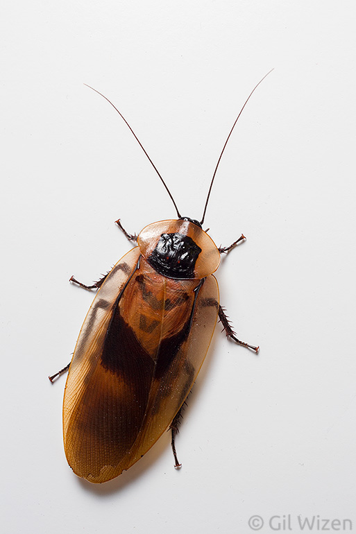 Blaberus-sp-Honduras-1.jpg