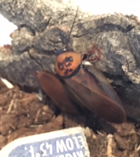 Eublaberus posticus 2.jpg
