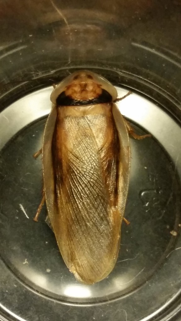 Generation 6  Gold Dubia male.jpg