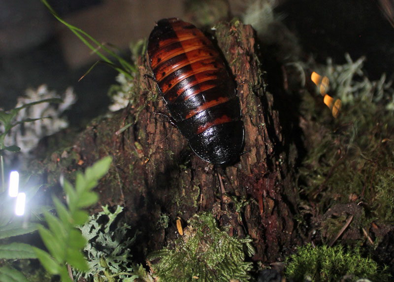 hisser1.jpg
