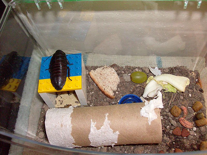 Hisser1.jpg