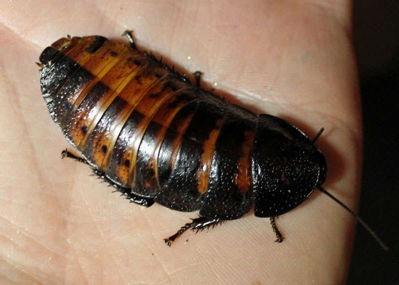 hisser2.jpg