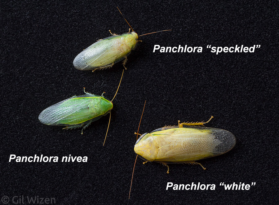 Pachlora-spp-comparison.jpg